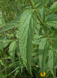 Blue Vervain