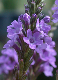 Blue Vervain