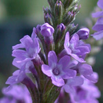 Blue Vervain Blue Vervain