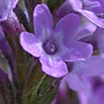 Blue Vervain Blue Vervain