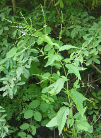 Nettle-leaved Vervain