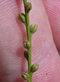 Nettle-leaved Vervain