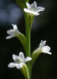 Nettle-leaved Vervain