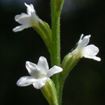 Nettle-leaved Vervain Nettle-leaved Vervain