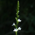 Nettle-leaved Vervain Nettle-leaved Vervain