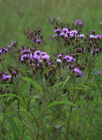 New York Ironweed