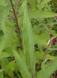 New York Ironweed