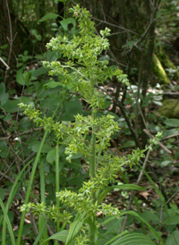 Green False-helleborine