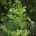 Green False-helleborine