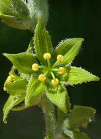 Green False-helleborine