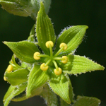 Green False-helleborine