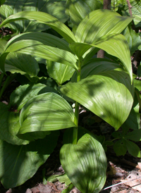 Green False-helleborine