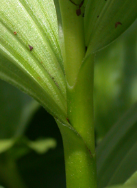 Green False-helleborine