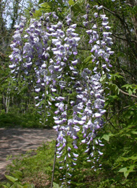 Japanese Wisteria