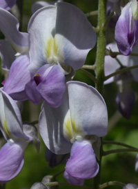 Japanese Wisteria