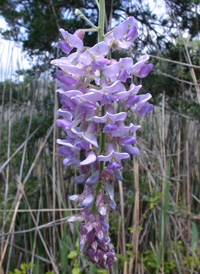 American Wisteria