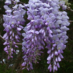 Chinese Wisteria