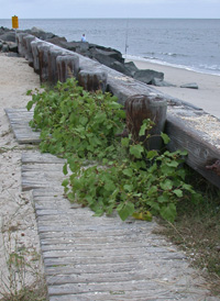 Rough Cocklebur