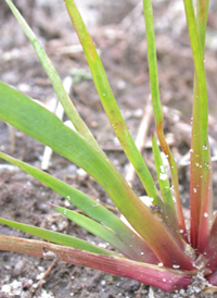 Bog Yellow-eyed-grass