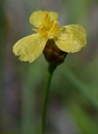 Bog Yellow-eyed-grass