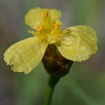 Bog Yellow-eyed-grass Bog Yellow-eyed-grass