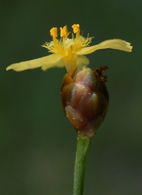 Bog Yellow-eyed-grass