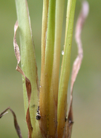 Richard's Yellow-eyed-grass