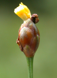 Richard's Yellow-eyed-grass