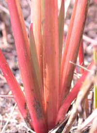 Small's Yellow-eyed-grass