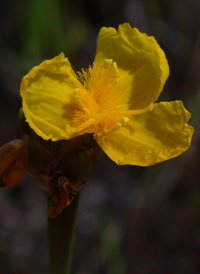 Small's Yellow-eyed-grass