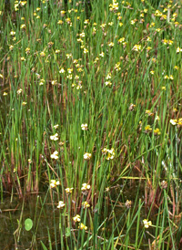 Slender Yellow-eyed-grass