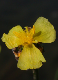 Slender Yellow-eyed-grass