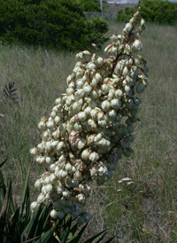 Spanish Bayonet