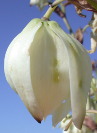 Curve-leaved Yucca