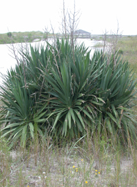Curve-leaved Yucca