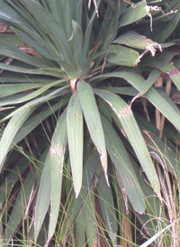 Curve-leaved Yucca