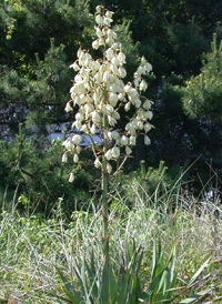 Curve-leaved Yucca