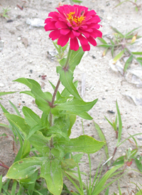 Elegant Zinnia