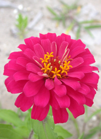 Elegant Zinnia